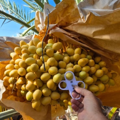 Kurma Ruthob 1kg